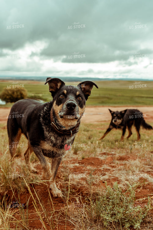 Ranch Dogs in Pasture 58070