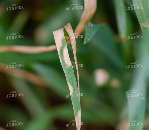 Drying Corn Plant Leaf 79244