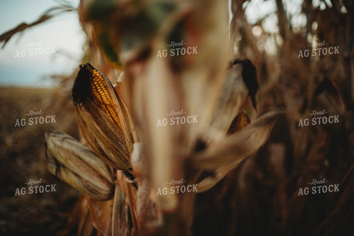 Dried Ear of Corn 3387