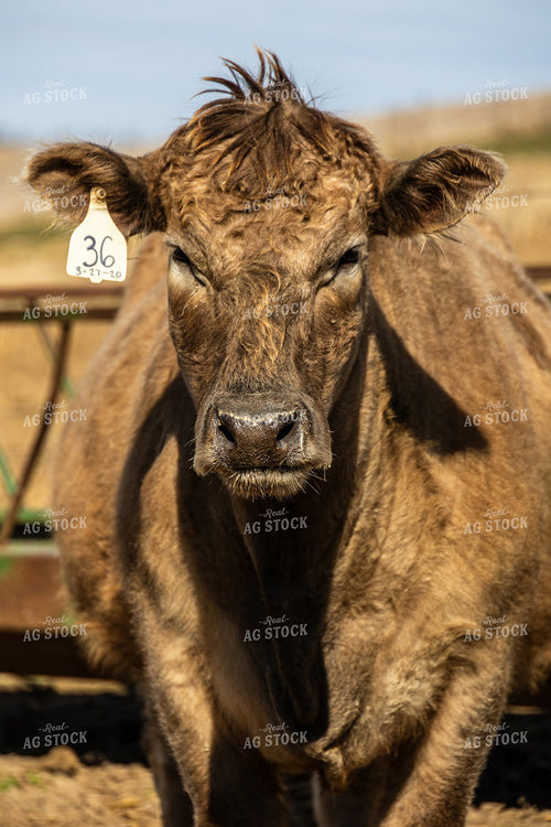 Simmental Cattle 194012