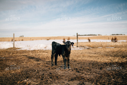 Calf in Snowy Pasture 53017