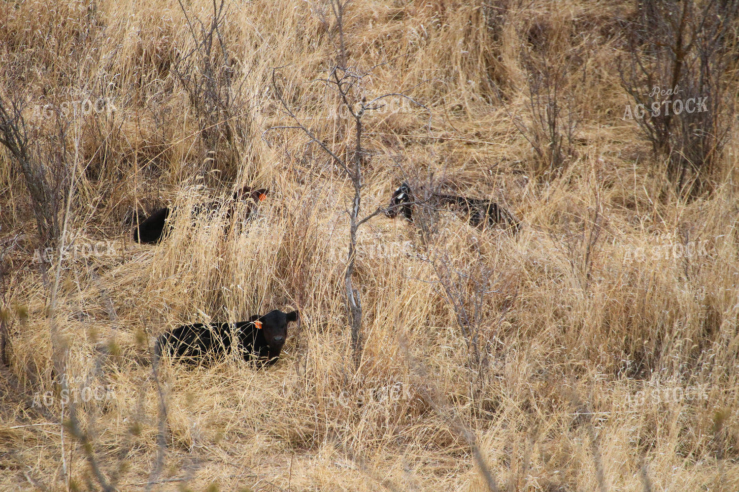 Calves Laying in Tall Grass 82461
