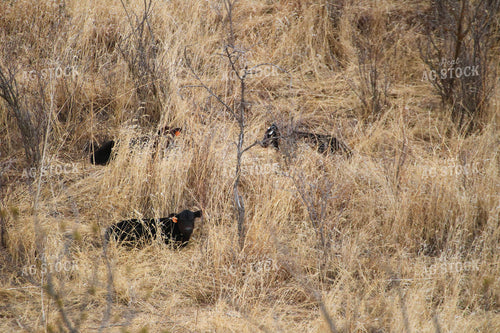 Calves Laying in Tall Grass 82461