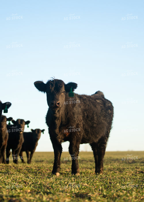 Cattle on Pasture 264054