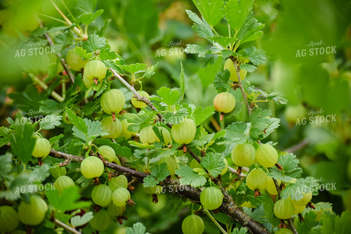 Gooseberries 106001