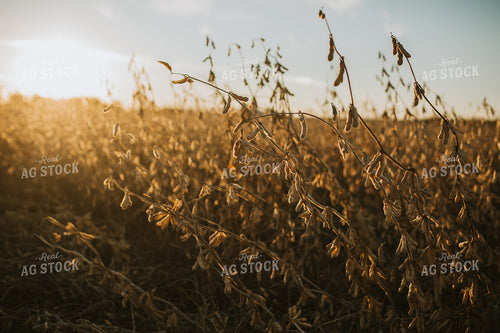 Dried Soybeans in Partially Harvested Field 5089