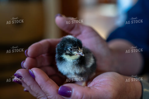 Gentle Close-Up of a Newborn Chick Held With Caring Hands 65307