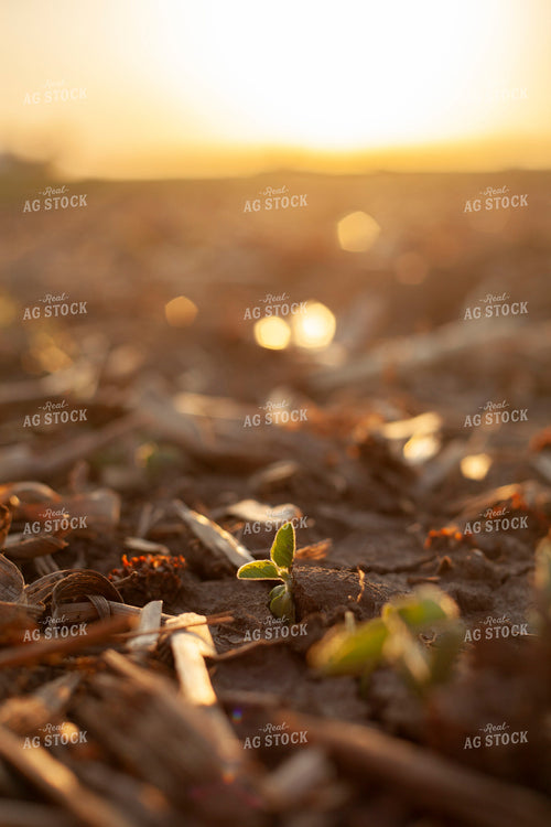 Soybeans - Early Growth 1449