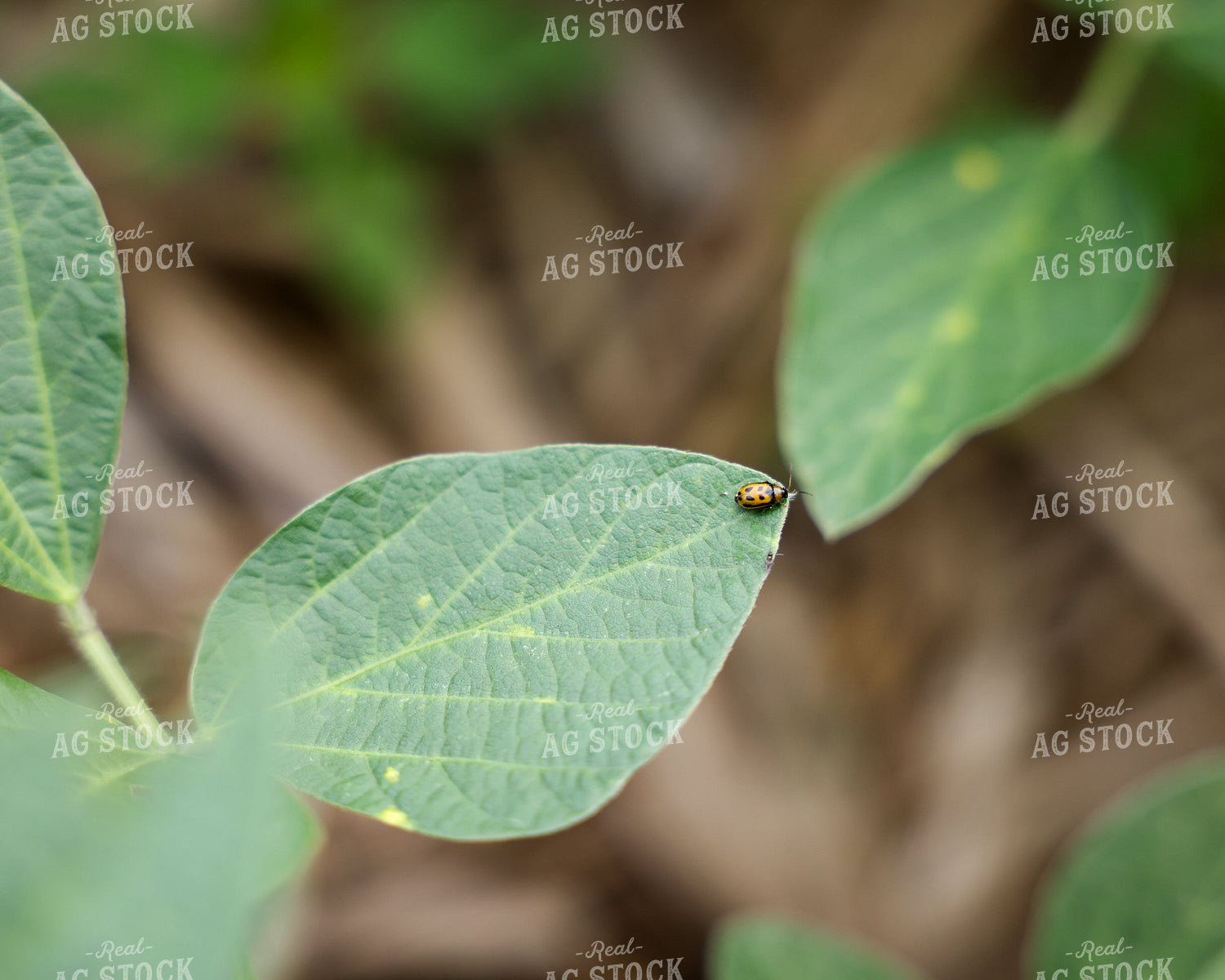 Aphid on Soybean Leaf 178154