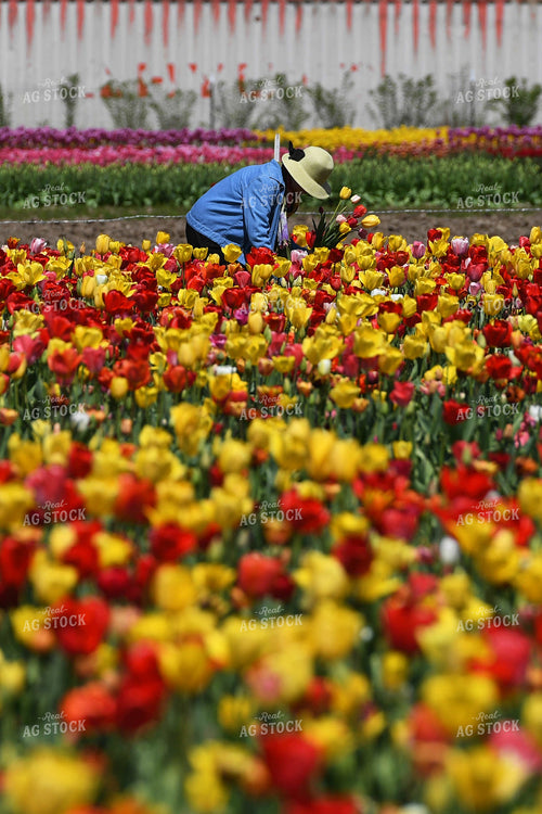 Blooming Tulips 129013