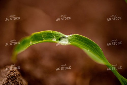 Water Droplets on Young Corn Plant Leaves 136054