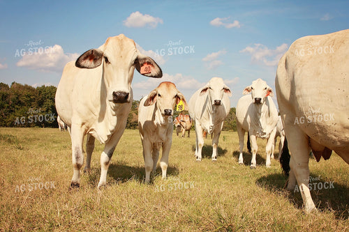 Brahman Cattle in Pasture 127003