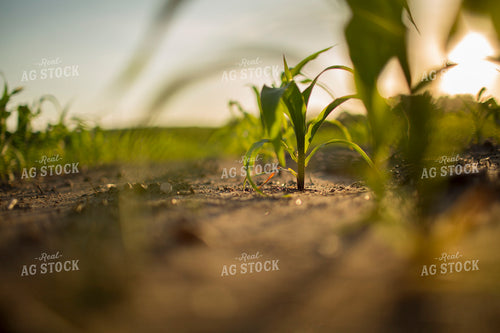 Corn - Early Growth 1071