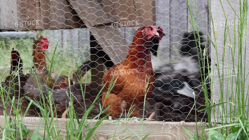 Chickens 52685
