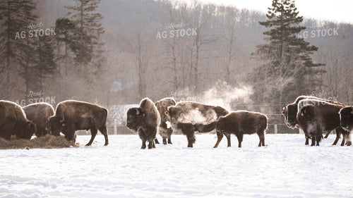 American Bison 195026