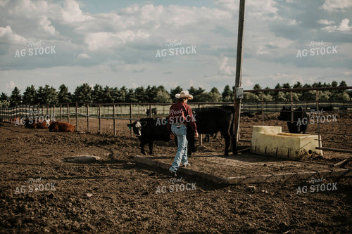 Feedyard 3029