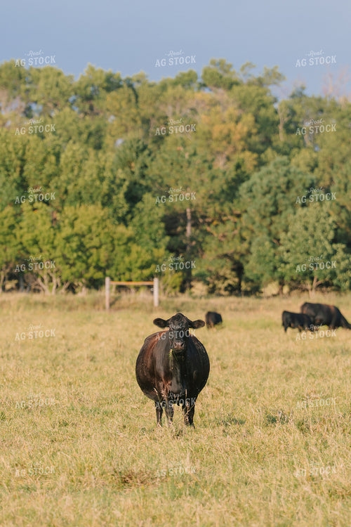 Black Angus Cattle on Pasture 68288