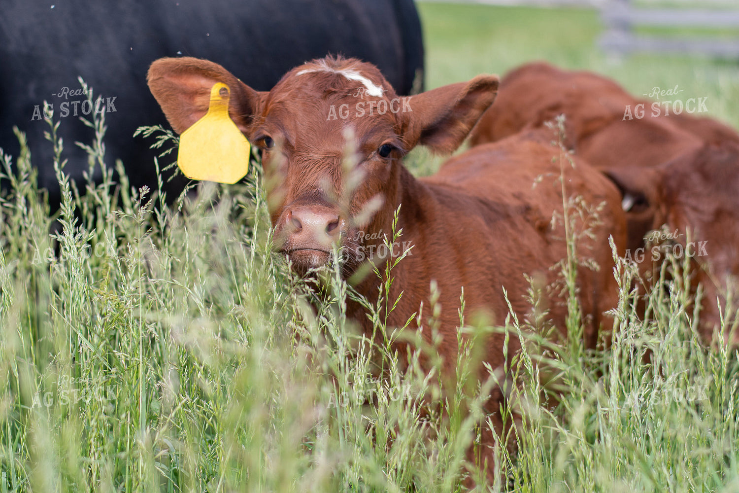 Cow and Calf in Grassy Pasture 50095