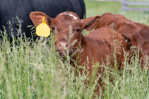 Cow and Calf in Grassy Pasture 50095