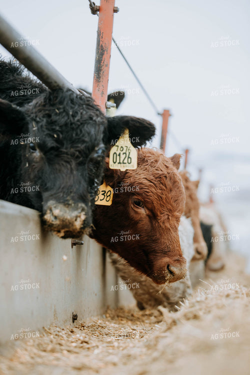 Cattle Eating out of Trough 77162