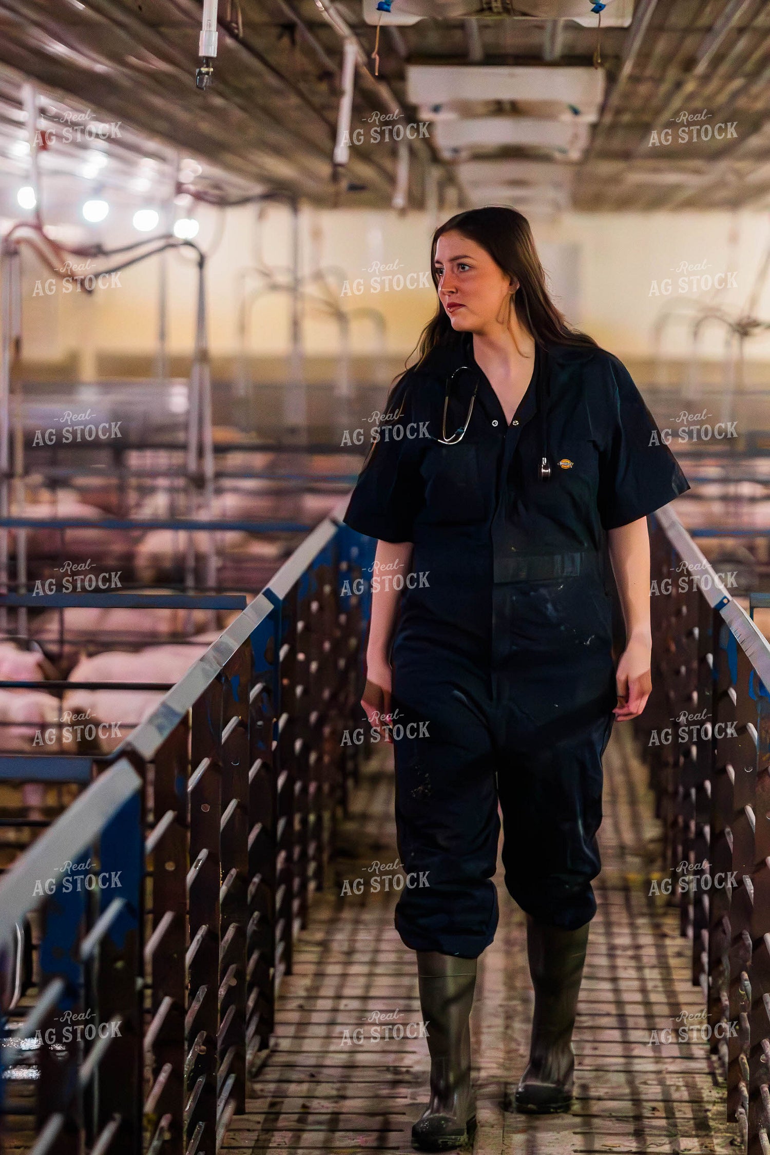 Female Veterinarian in Pig Barn 289102