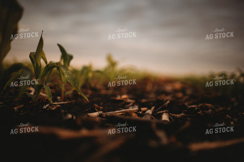 Rows of Early Stage Corn at Sunset 4323