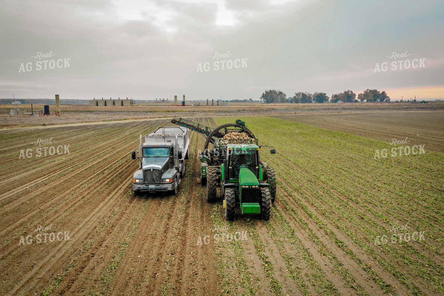 Sugar Beet Harvest 56496
