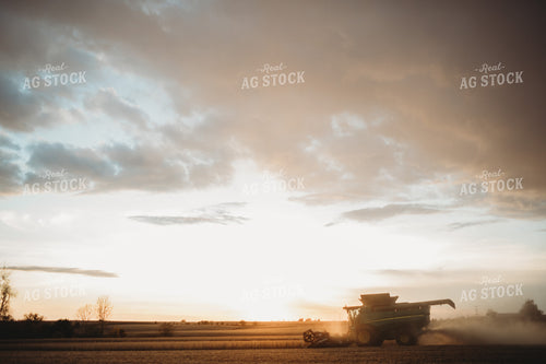 Combine Harvesting Soybeans at Sunset 3472