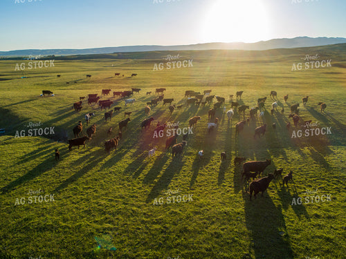 Aerial of Pasture 122053