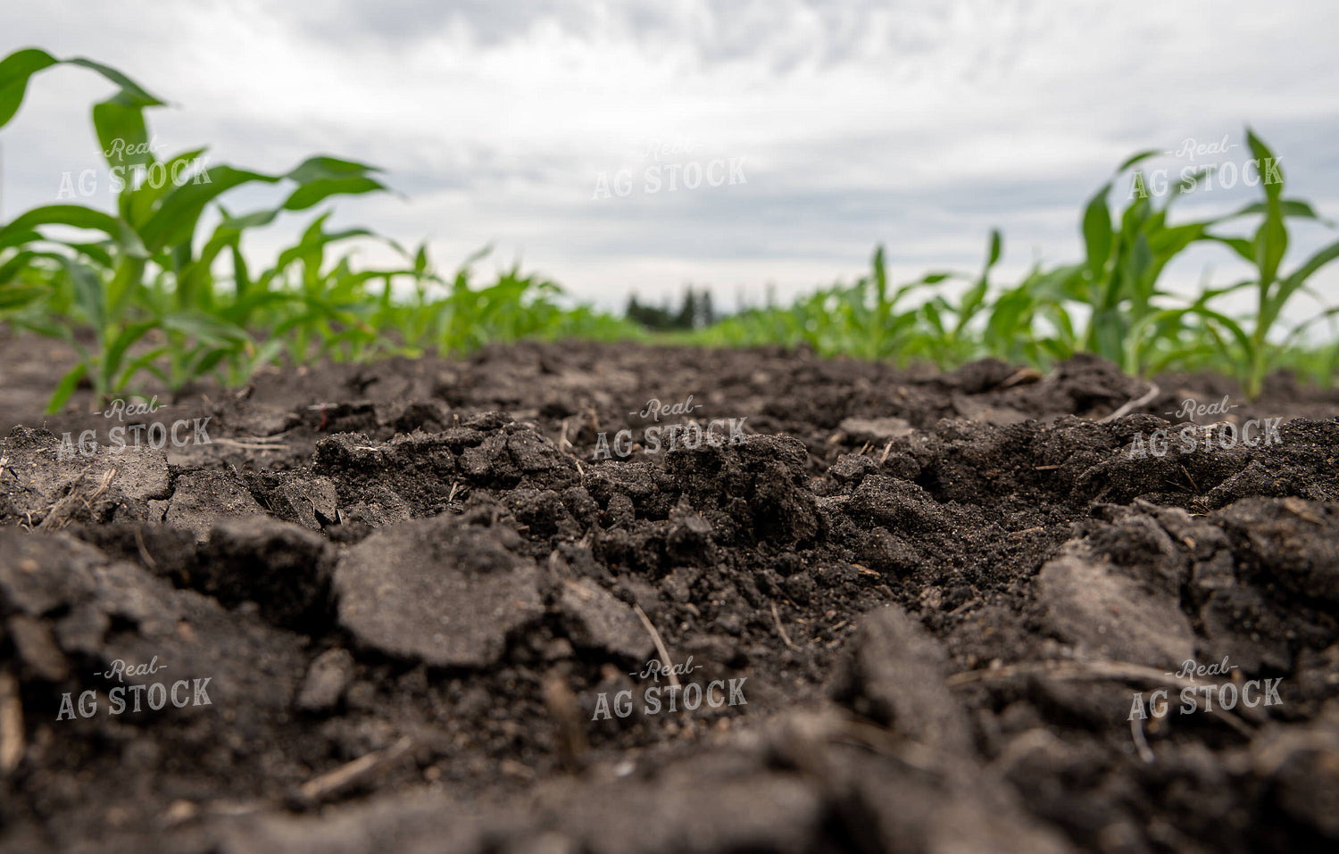 Soil in Early Growth Corn Field 302052