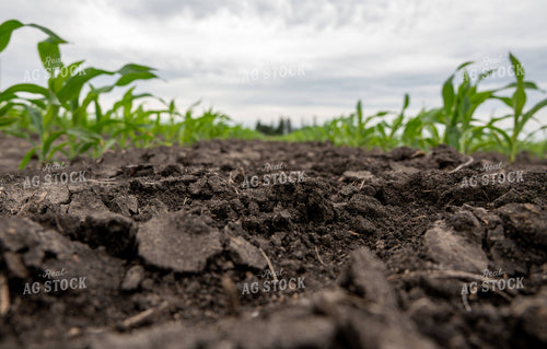 Soil in Early Growth Corn Field 302052