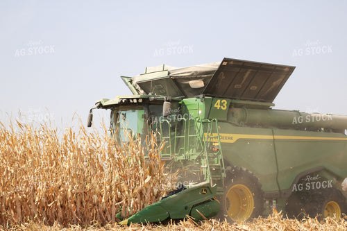 Corn Harvest 82166