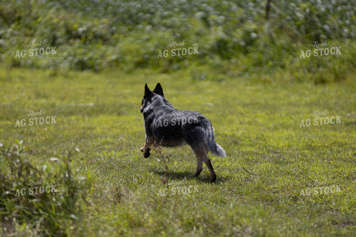 Dog Running 305025