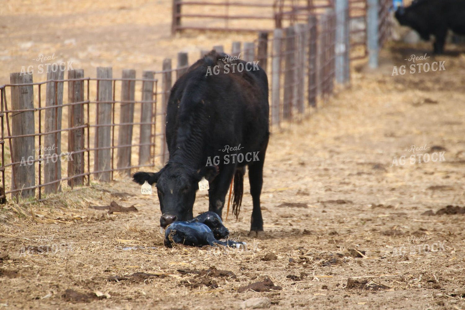 Angus Cow and Newborn Calf 82469