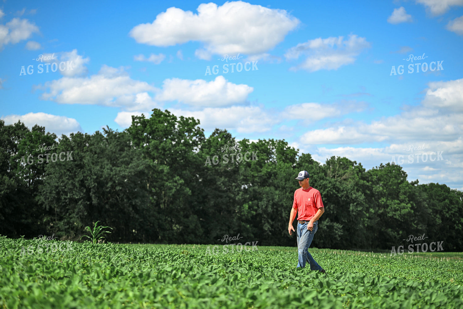 Farmer Scouting Soybean Field 191327