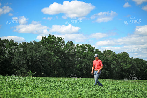 Farmer Scouting Soybean Field 191327