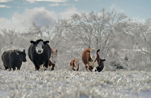 Cattle in Snowy Pasture 110022