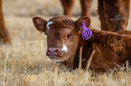 Angus Calf in Pasture 97015