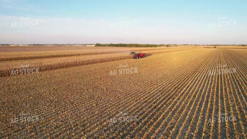 Corn Harvest 65138