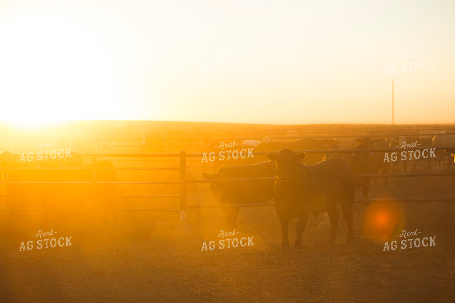 Feedyard Cattle at Sunrise 3806