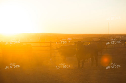 Feedyard Cattle at Sunrise 3806