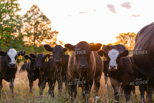 Cattle in Pasture 96009