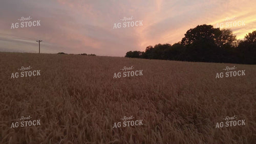 Cereal Rye Cover Crop Drone 6060