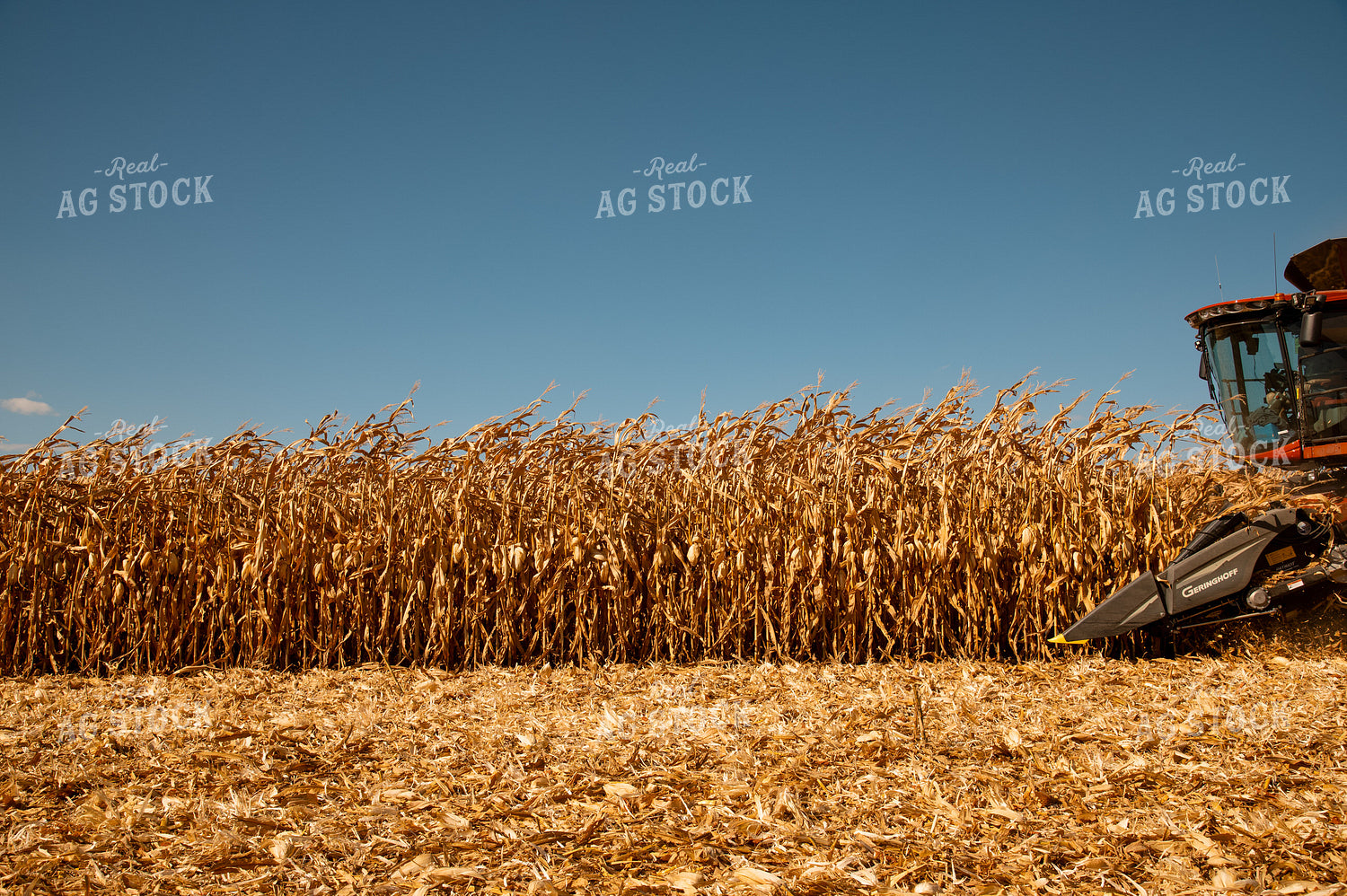 Corn Harvest 25960