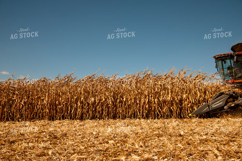 Corn Harvest 25960