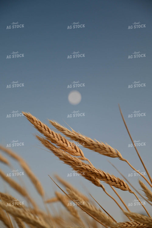 Winter Wheat 253008