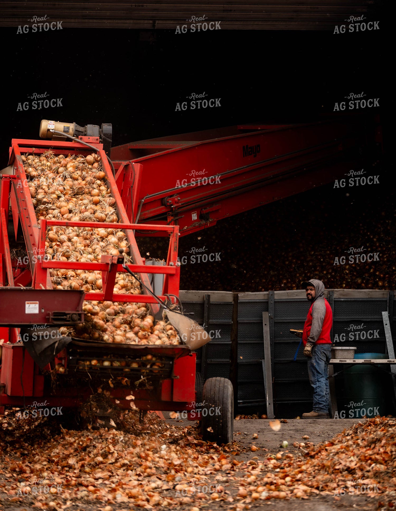 Onion Harvest 185026