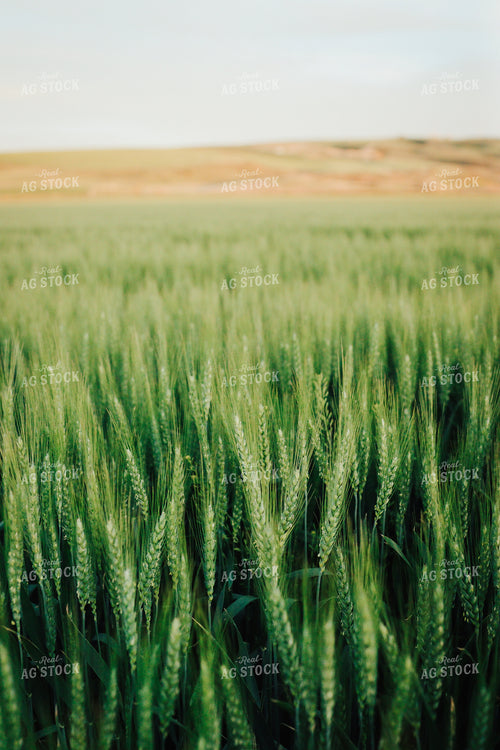 Wheat Field 83157