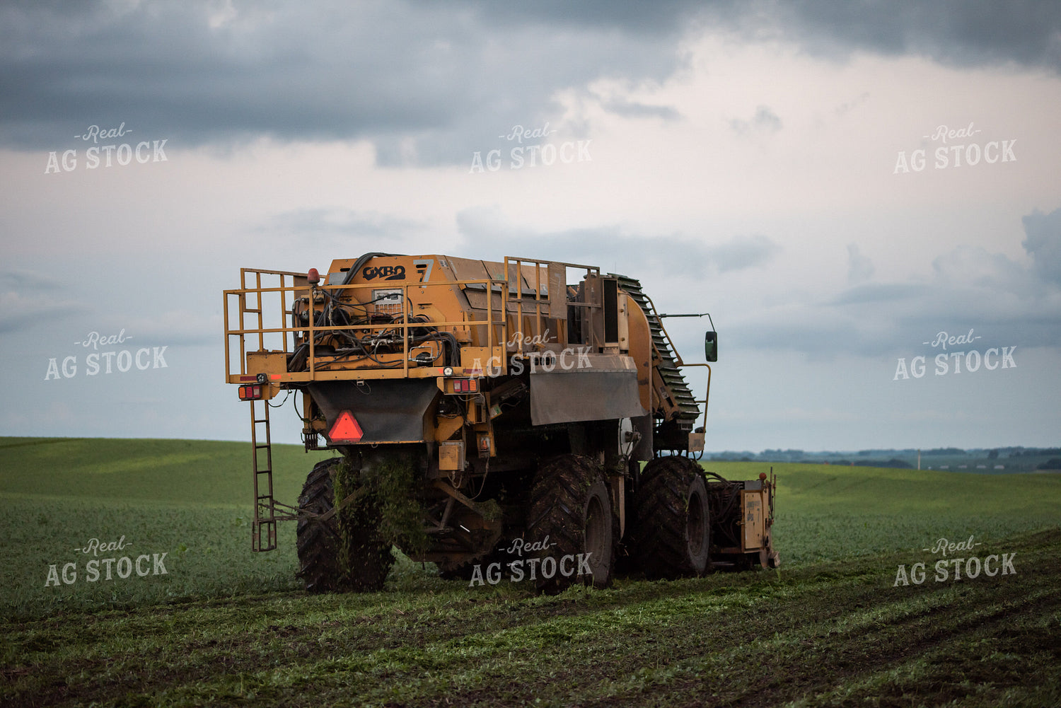 Harvesting Peas 76171