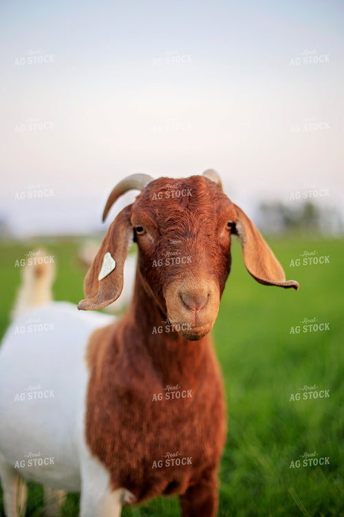 Goats in Farmyard 93144